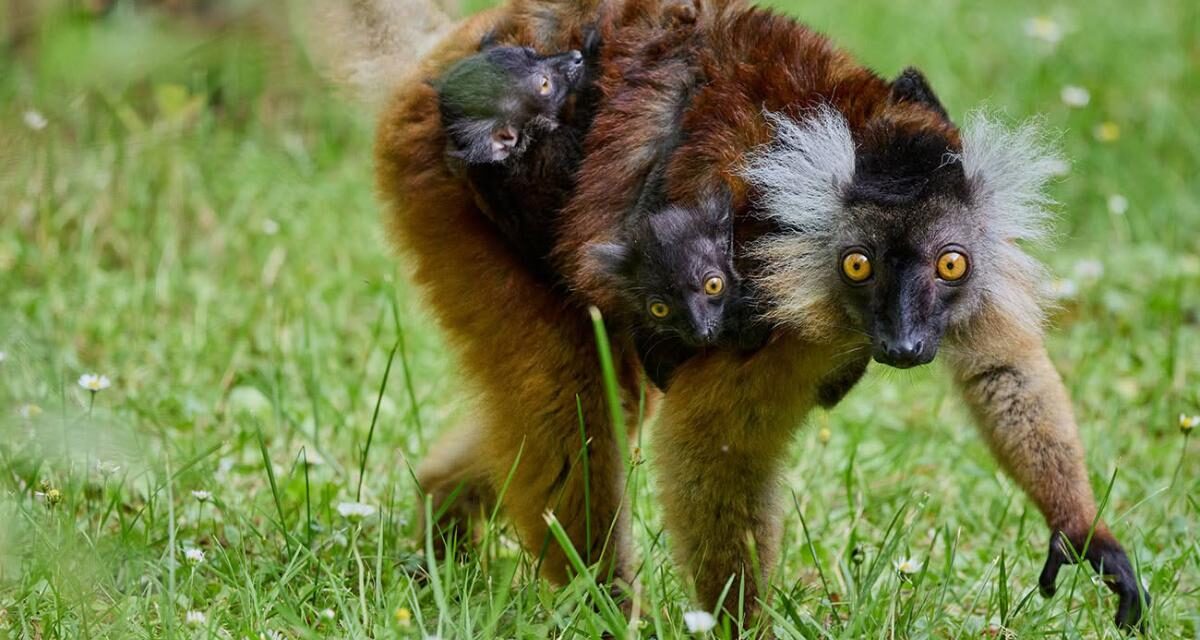 Une première au zoo de La Palmyre : deux lémurs noirs enchantent leur maman