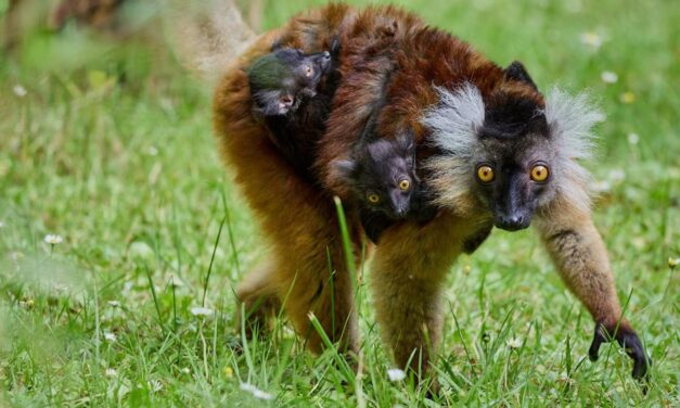 Une première au zoo de La Palmyre : deux lémurs noirs enchantent leur maman