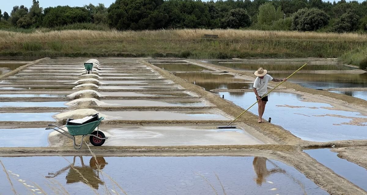 De la saunerie à l&rsquo;ostréiculture : une exposition pour comprendre cette reconversion