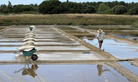 De la saunerie à l&rsquo;ostréiculture : une exposition pour comprendre cette reconversion