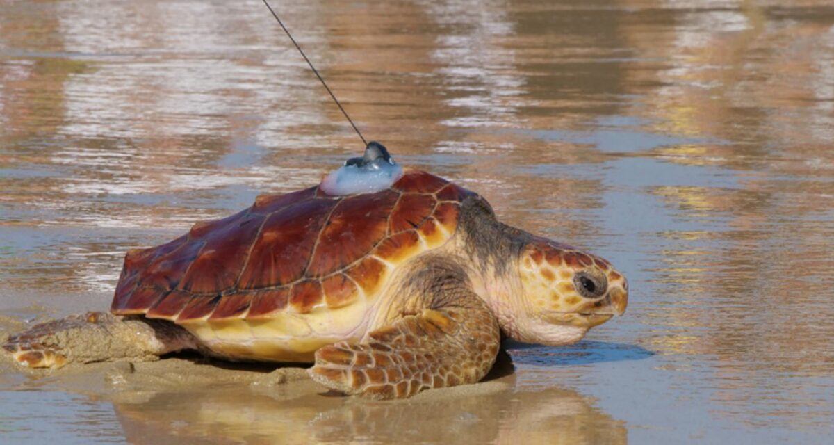 Près de La Rochelle, 30 tortues caouannes retrouvent l&rsquo;océan