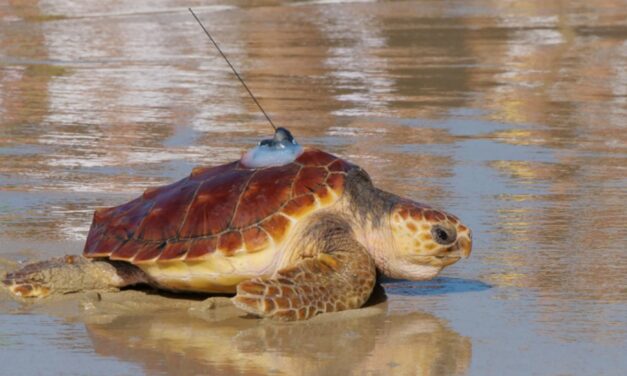 Près de La Rochelle, 30 tortues caouannes retrouvent l&rsquo;océan