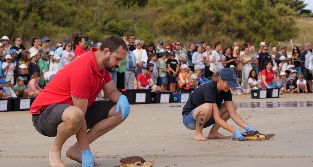 Près de La Rochelle, 30 tortues caouannes retrouvent l&rsquo;océan