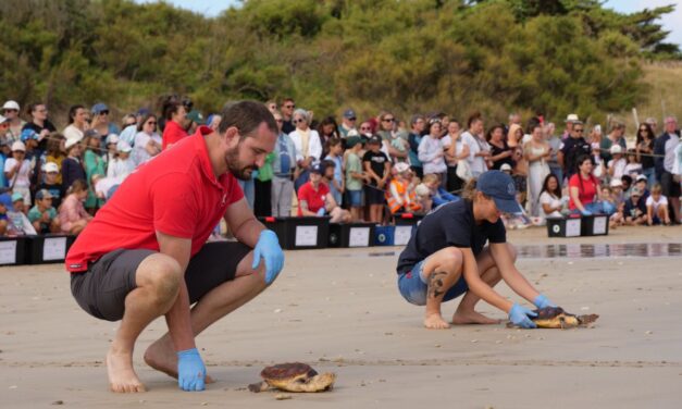 Près de La Rochelle, 30 tortues caouannes retrouvent l&rsquo;océan
