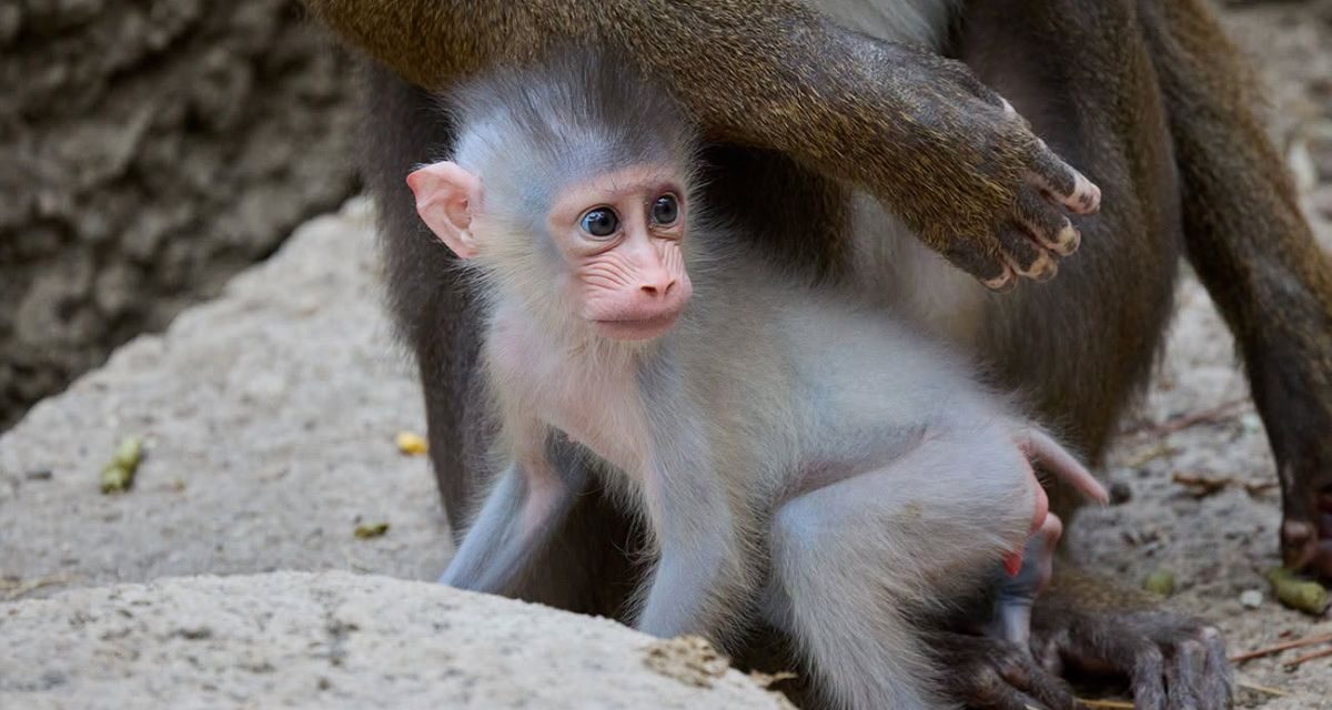 Rare : un mandrill est né dans ce zoo de Charente-Maritime