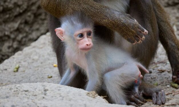 Rare : un mandrill est né dans ce zoo de Charente-Maritime