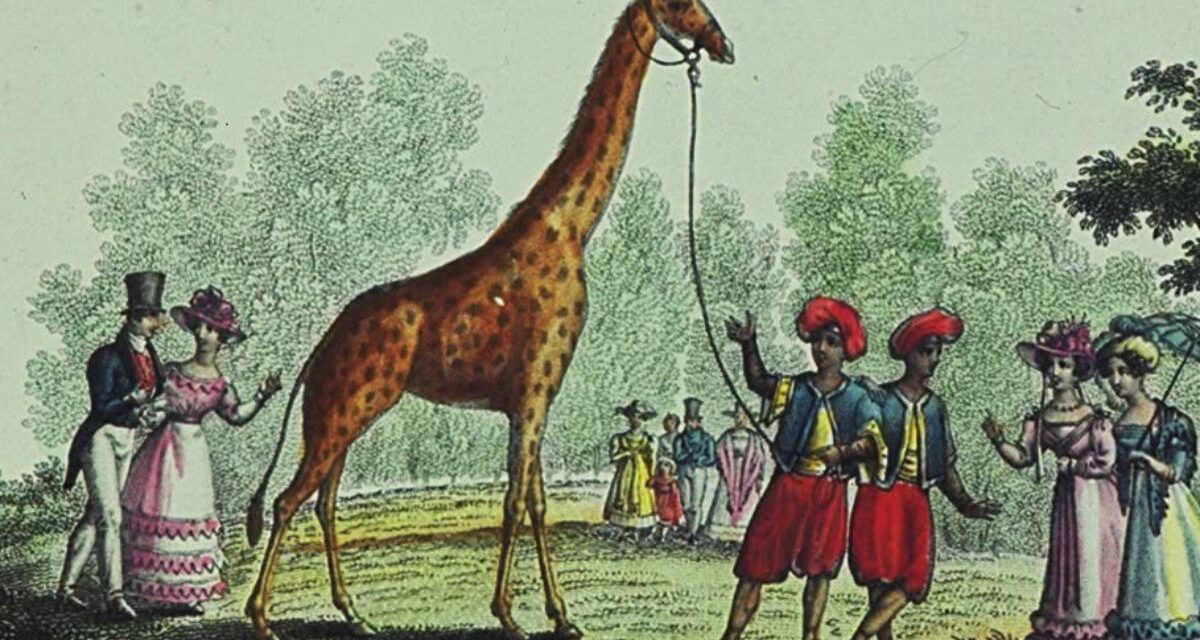 A La Rochelle, la girafe Zarafa n&rsquo;a pas encore livré tous ses secrets