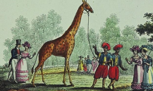 A La Rochelle, la girafe Zarafa n&rsquo;a pas encore livré tous ses secrets